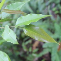 Doona trapezifolia Thwaites